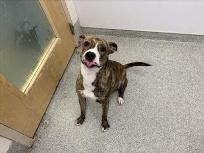 A brindle and white dog standing on a gray floor, looking up with its mouth open and tongue out.