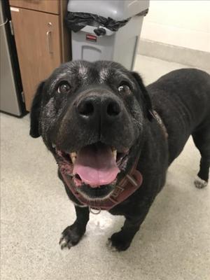 JUNO, Mastiff, senior, available for adoption