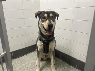 SKY, German Shepherd Dog, adult, available for adoption