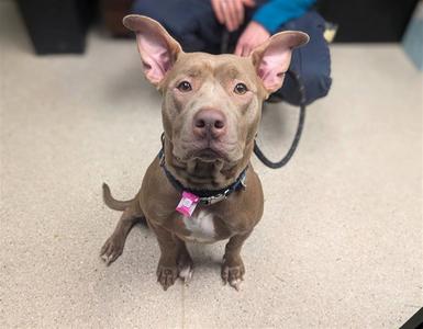 JELLY BEAN, American Staffordshire Terrier, adult, available for adoption