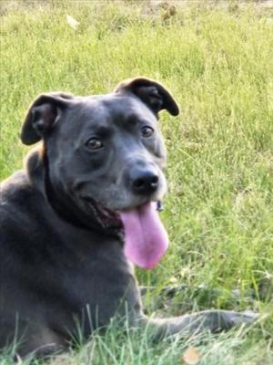 LOKI, Pit Bull Terrier, adult, available for adoption
