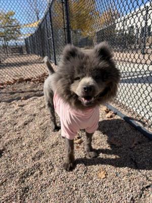 CHLOE, Chow Chow, adult, available for adoption