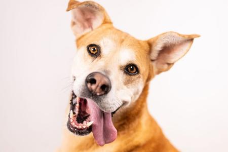 CHICA, Labrador Retriever, senior, available for adoption