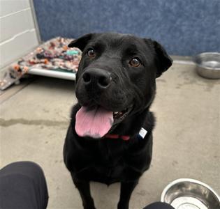 TYSON, Chinese Shar-Pei / Pit Bull Terrier, young, available for adoption