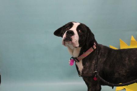 BONNIE, Cane Corso Mastiff, adult, available for adoption