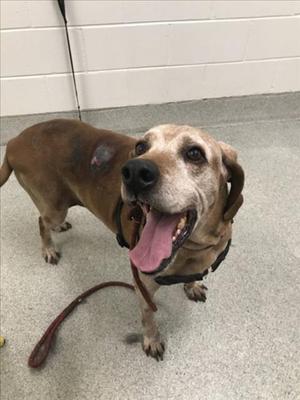 RED, English Coonhound, senior, available for adoption