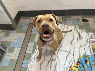 GINGER, Staffordshire Bull Terrier / Pit Bull Terrier, adult, available for adoption