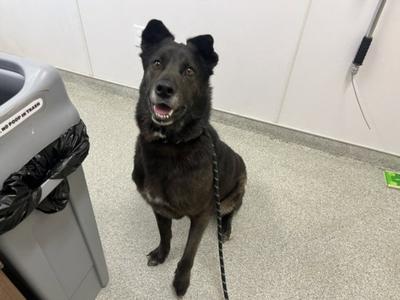 PAPA, Akita, senior, available for adoption