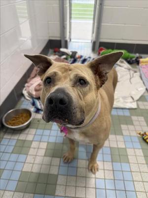 IVORY, American Staffordshire Terrier, senior, available for adoption