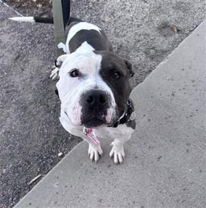 A black and white dog with a pink tongue sticking out, standing on a sidewalk.