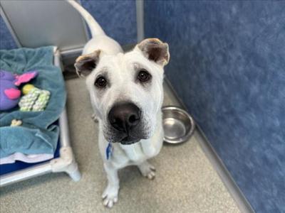 A white dog with black markings around its eyes and ears is sitting on a carpeted floor in a kennel. The dog is looking directly at the camera with a curious expression. To the left, there is a blue blanket with colorful toys, and to the right, a metal bowl is on the floor. The background is a blue wall.