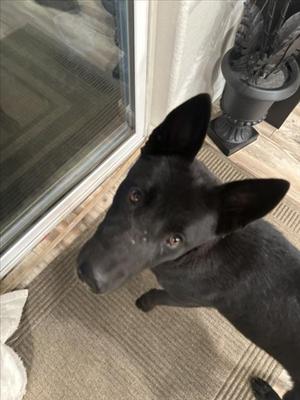 KALYPSO, Australian Cattle Dog/Blue Heeler, adult, available for adoption
