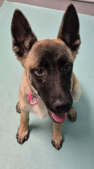 CLEO, Belgian Shepherd Malinois / Australian Cattle Dog/Blue Heeler, young, available for adoption