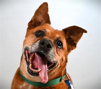 SARGE, Pit Bull Terrier, senior, available for adoption