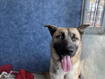 TATONKA, German Shepherd Dog, young, available for adoption