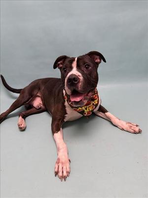 CUBE, Pit Bull Terrier / Chinese Shar-Pei, adult, available for adoption