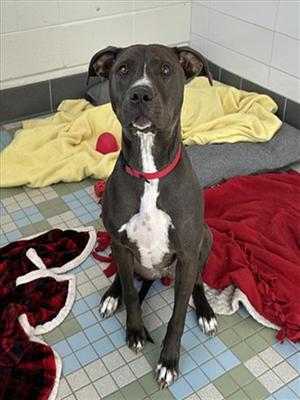 MURDOCK, Pit Bull Terrier, adult, available for adoption