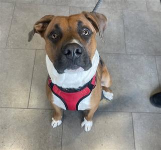 A brown and white dog wearing a red harness, sitting on a tiled floor.