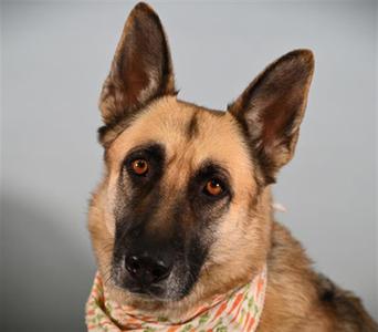 HARLEY, German Shepherd Dog, adult, available for adoption