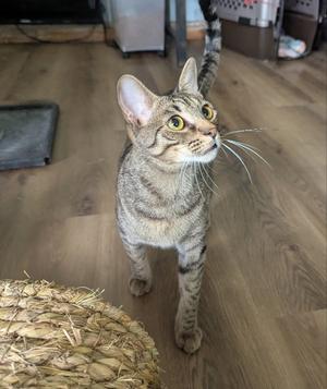 Finch, young, available for adoption