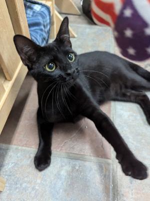 Erebus, young, available for adoption