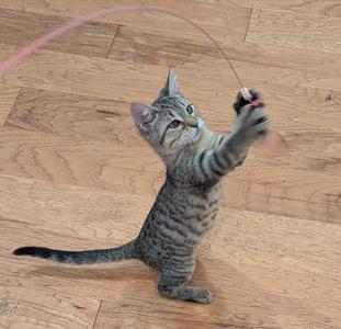 Duckie, young, available for adoption
