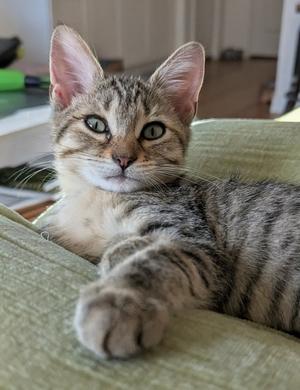 A close-up photograph of a brown and grey tabby kitten resting on a green fabric surface, looking directly at the camera.