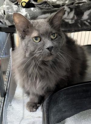 Howee, senior, available for adoption