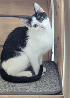 Kitcat, young, available for adoption