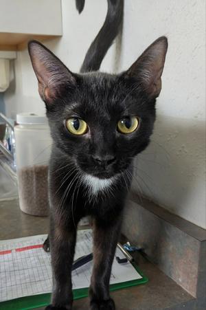 Echo, young, available for adoption