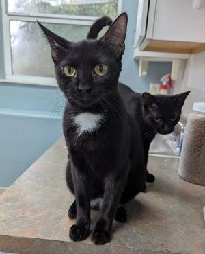Echo, young, available for adoption