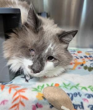 Forte, senior, available for adoption