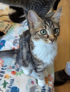 Arizona, young, available for adoption