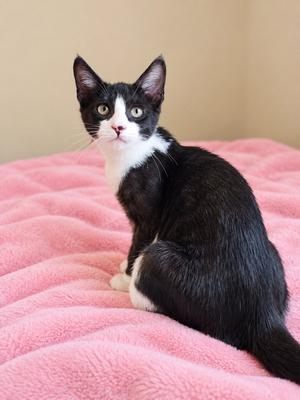 Jace, young, available for adoption