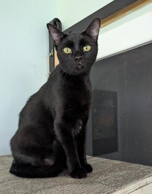 Junie B. Jones, adult, available for adoption