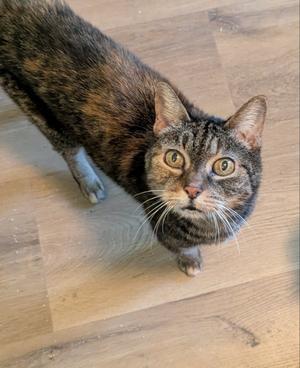 Abbie, senior, available for adoption