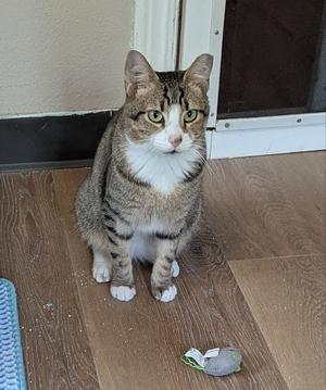 Connie, adult, available for adoption