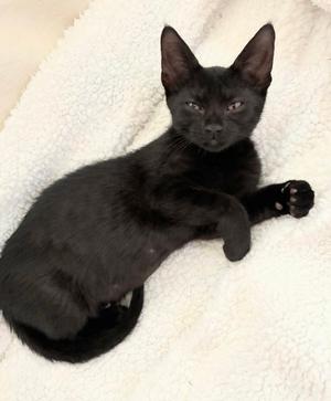 Franny, young, available for adoption
