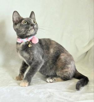 A gray and brown cat wearing a pink collar with a bell, sitting on a white surface.