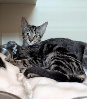 Leda, young, available for adoption