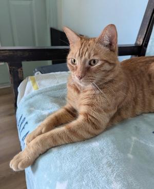 Barny, adult, available for adoption