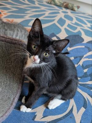 Chickadee, young, available for adoption