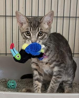 Banyan, young, available for adoption