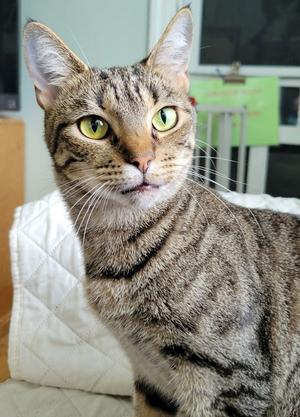 Elvira, adult, available for adoption