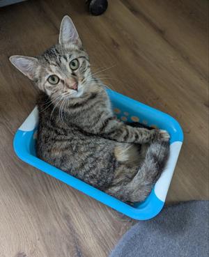 Flamingo, young, available for adoption
