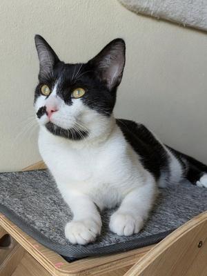 Hotch, young, available for adoption