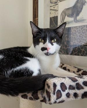 Hotch, young, available for adoption
