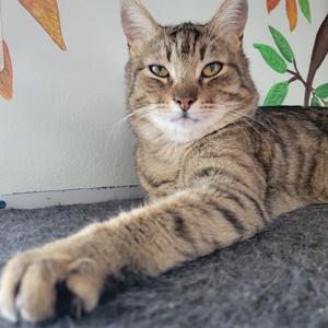 A tabby cat with green eyes and striped fur lies on a gray surface, with its front paw extended.