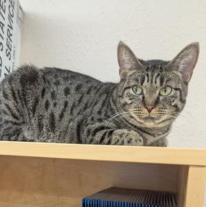 Coretta, adult, available for adoption