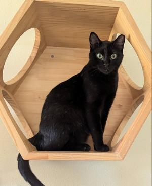 Kona, adult, available for adoption